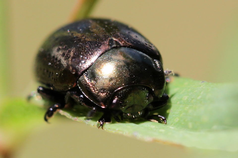 Leaf Beetle (Chrysomelinae sp) (Chrysomelinae sp)